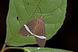 Phileta tiger moth (Caryatis phileta) Kakum.jpg