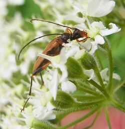 Pidonia lurida side.jpg