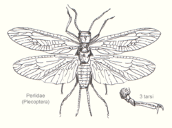 Plecoptera-perlidae1-sp.png