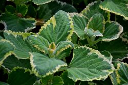 Plectranthus ciliatus 'Sasha' in Jardin des Plantes de Toulouse 01.jpg