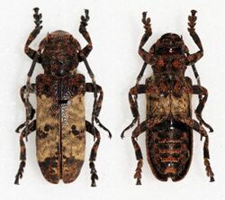 Plectropygus mucoreus (17207965649).jpg
