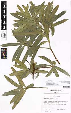 Podocarpus pallidus N.E.Gray (AM AK347209).jpg
