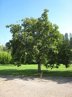 Populus lasiocarpa.jpg