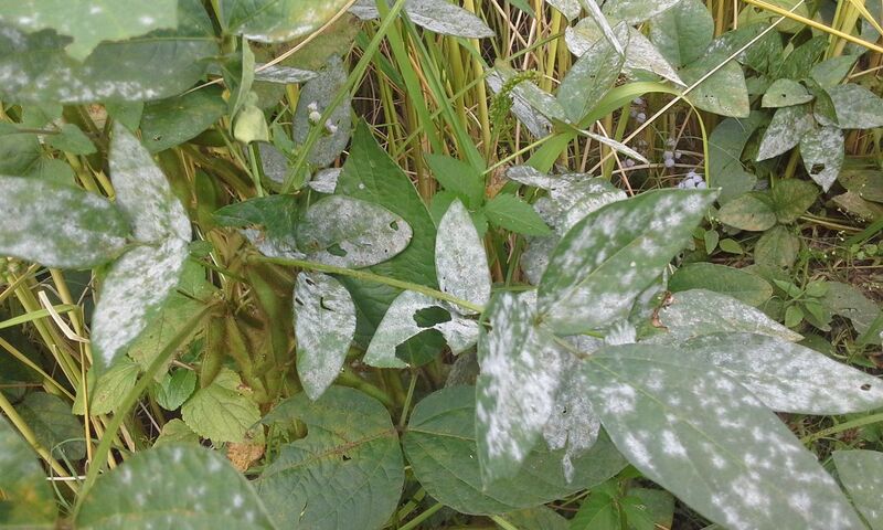 File:Powdery Mildew in Soyabean leaves.jpg