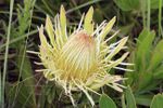 Protea roupelliae hamiltonii 15789645.jpg