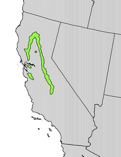 Ptelea crenulata range map.jpg