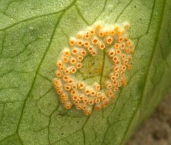 Puccinia sessilis 0521.jpg