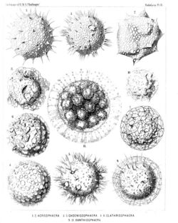 Collosphærida as illustrated by Adolf Giltsch in Haeckel's Report on the "Radiolaria collected by H.M.S. Challenger during the years 1873-1876"