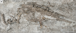 Rhaeticosaurus holotype.png