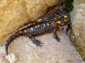 Salamandra corsica LacdeMelo2.png