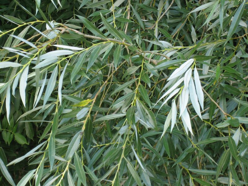 File:Salix alba leaves.jpg