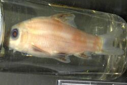 Sarcocheilichthys sinensis.JPG