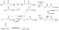 Saturated Fatty Acid Synthesis.svg