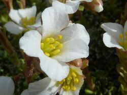 Saxifraga marginata var. rocheliana (Saxifragaceae) flower.jpg