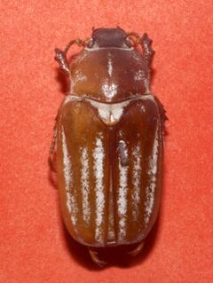 Scarabaeidae - Anoxia matutinalis.JPG