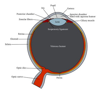Schematic diagram of the human eye.png