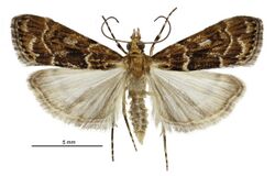 Scoparia s.l. animosa male.jpg