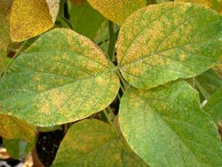 Soybean leaves infected with soybean rust, uredinia are visible