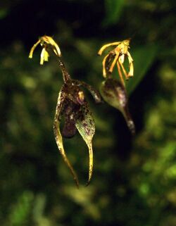 Specklinia aristata Orchi 2013-03-22 018.jpg