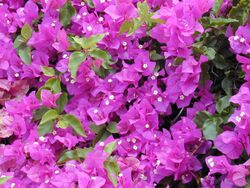 Starr 030418-0058 Bougainvillea spectabilis.jpg