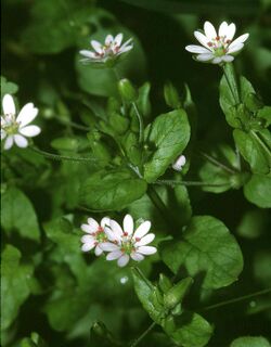 Stellaria neglecta eF.jpg