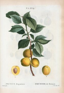 T5 59 Prunus brigantina par Pierre-Joseph Redouté.jpeg