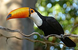 toucan with black body, white throat, blue skin surrounding brown eye, and large orange bill with black spot on the tip