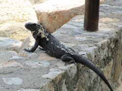 Unidentified lizard -Huatulco, Mexico-8.jpg