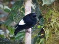 White-winged Robin (Peneothello sigillata)(2) (48837231143).jpg
