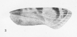 Black-and-white photo of ''Phalonidia aetheria'' wing. It is a medium light shade with a few thick, dark, vertically striped markings from the top to about the middle of the wing.
