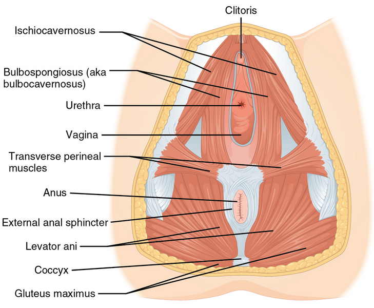 File:1116 Muscle of the Female Perineum.png