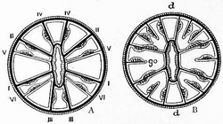 1911 Britannica-Anthozoa-Gonactinia prolifera.png