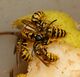 2015-08-13 18-27-19 vespula.jpg