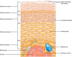 502 Layers of epidermis.jpg