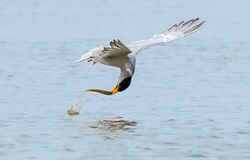 Photograph of a river tern catching a fish while flying