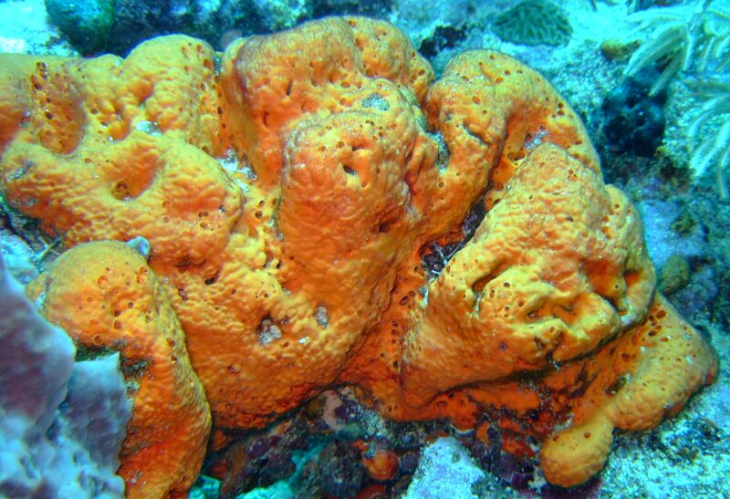 File:A colourful Sponge on the Fathom.jpg