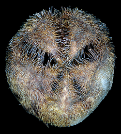 Abatus philippii - Heart urchins from the depths - Figure 6 (cropped).png