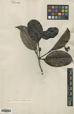 Acioa guianensis Aubl. BM000953533.jpg