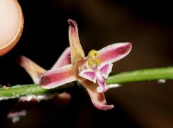 Acriopsis liliifolia (Orchidaceae) (3539309337).jpg