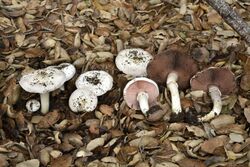 Agaricus californicus BC.jpg