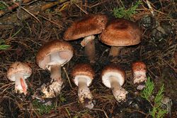 Agaricus fuscofibrillosus Alan Rockefeller.JPG