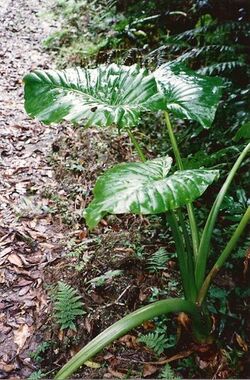 Alocasia brisbanensis - Wilson River.jpg