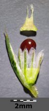 Amaranthus retroflexus sl1.jpg