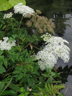 Angelica genuflexa 7.JPG