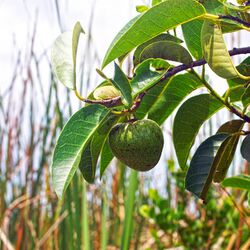 Annona glabra 01.jpg