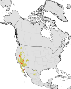 Aphaenogaster megommata - range map - with observation data.png