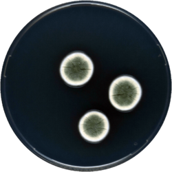 Aspergillus tennesseensis cya.png