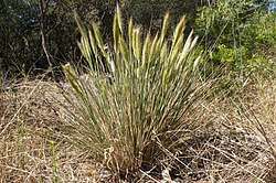 Austrostipa densiflora Wagga hill plant1 (8663345605).jpg