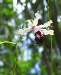 Banana orchid botanical gardens.jpg