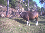 Brown bovid